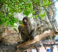 Monkey eating a banana at the Monkey Beach in Phi Phi Islands, Thailand Royalty Free Stock Photo