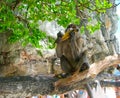 Monkey eating a banana at the Monkey Beach in Phi Phi Islands, Thailand Royalty Free Stock Photo