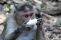 Monkey eating a banana Royalty Free Stock Photo