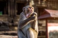 Monkey eating banana. Royalty Free Stock Photo