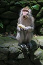 Monkey eating banana Royalty Free Stock Photo