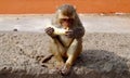 Monkey eating banana Royalty Free Stock Photo