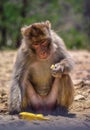 Monkey eating banana Royalty Free Stock Photo