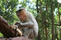 Monkey eating bananas