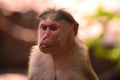 Indian Monkey Royalty Free Stock Photo
