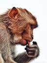Monkey Eating Biscuits Royalty Free Stock Photo
