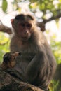 Monkey eating corn sitting on the branch of the tree Royalty Free Stock Photo