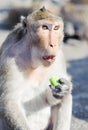 Monkey eating cucumbers Royalty Free Stock Photo