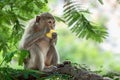 Close up monkey. Royalty Free Stock Photo