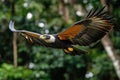 A monkey-eating eagle in flight, detailed and fierce, natural setting Royalty Free Stock Photo