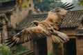 A monkey-eating eagle in flight, detailed and fierce, natural setting Royalty Free Stock Photo
