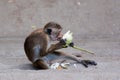 Monkey eating flower