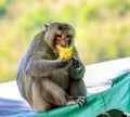 Monkey eating food, monkey face, monkey eyes. Royalty Free Stock Photo