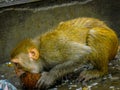 Hungry Monkey eating food placed over the floor