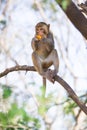 Monkey eating fruit Royalty Free Stock Photo