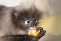 Monkey eating fruit ( Presbytis obscura reid ). Royalty Free Stock Photo