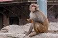 Monkey eating fruit while sitting at the fence Royalty Free Stock Photo