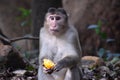 Monkey Eating Fruit Sitting on Street