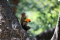 Monkey Eating a Fruit on a Tree Royalty Free Stock Photo