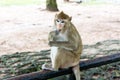 Monkey eating gourmet food at the zoo. Royalty Free Stock Photo