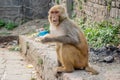 Monkey eating at the hindu temple