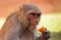 Monkey Eating Ice-Cream