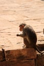 A Monkey is Eating Ice Cream, Badami