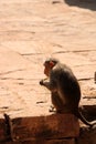 A Monkey is Eating Ice Cream, Badami