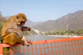 Monkey eating an icecream on the bridge at Laxman Jhula in India Royalty Free Stock Photo