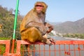 Monkey eating an icecream on the bridge at Laxman Jhula in India Royalty Free Stock Photo