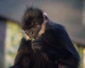 Monkey eating a leaf while sitting on a tree branch in the shade. Royalty Free Stock Photo