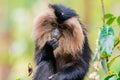 Monkey eating. Lion-tailed macaque on the tree in the forest. Valrapai Royalty Free Stock Photo