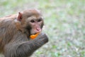 Monkey eating orange