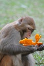 Monkey eating orange