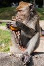 Monkey Royalty Free Stock Photo