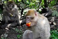 Monkey eating a piece of fruit Royalty Free Stock Photo