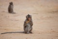 Monkey eating pineapple in the beach