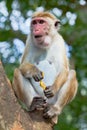 Monkey eating pineapple