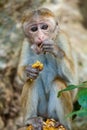 Monkey eating pineapple