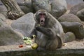 Monkey eating and pulling a surprised guilty face because he is caught Royalty Free Stock Photo