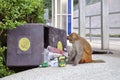 Monkey eating from rubbish bin, Kam Shan Country Park, Kowloon