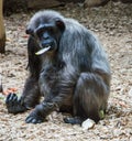 Monkey eating salad