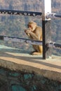 Monkey eating sitting on the wall so looks greedy