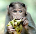 Monkey eating something Royalty Free Stock Photo