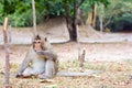 Monkey eating something in Angkor Wat Royalty Free Stock Photo