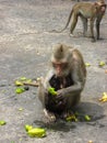 A monkey eating star fruit with its twin babies