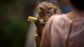 Monkey eating Royalty Free Stock Photo