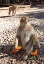 Monkey eating tangerine. Wild animal outside in a natural habitat Royalty Free Stock Photo