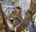 Monkey eating a watermelon