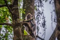 A monkey eating watermelon on the tree along the way to Rinjani mountain, Indonesia